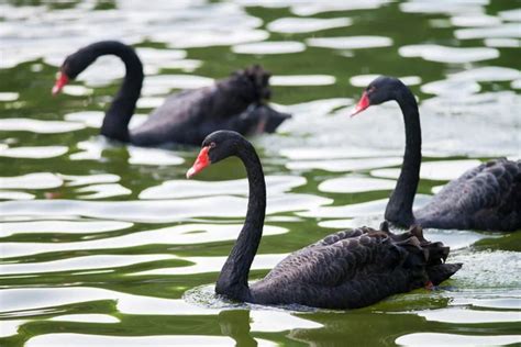 Black swans — Stock Photo © Kantapat #21932899