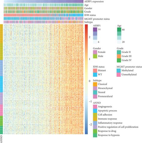 A And C Gene Ontology Analysis Of Aebp In Tcga Dataset B And D