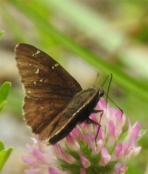 Butterfly Moth And Caterpillar Photographs From Kentucky