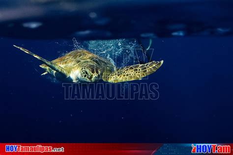 Hoy Tamaulipas Liberaran Mas De Un Millon De Crias De Tortuga Lora En