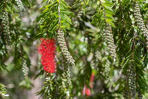 Grevillea Flower Bloom Free Photo On Pixabay