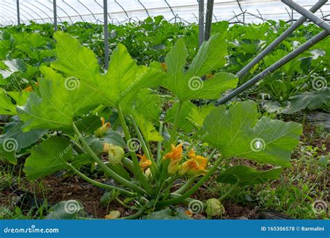 Young Plants Of Rijpende Courgette Zucchini Vegetables Growing In Greenhouse Close Up Stock