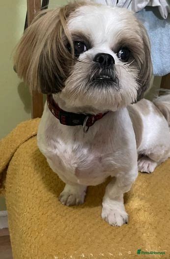 Stud Shih Tzu Bristol Pets Homes