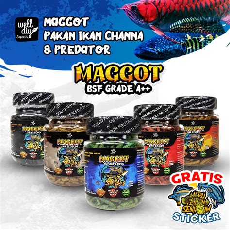 Jual Maggot Kering Bsf Pakan Ikan Channa Predator Louhan Arwana Oscar