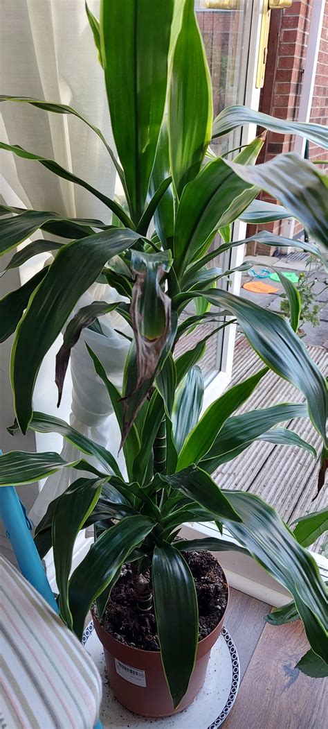 Help Deaddying Leaves On Dracaena Deremensis Shall I Cut These Off