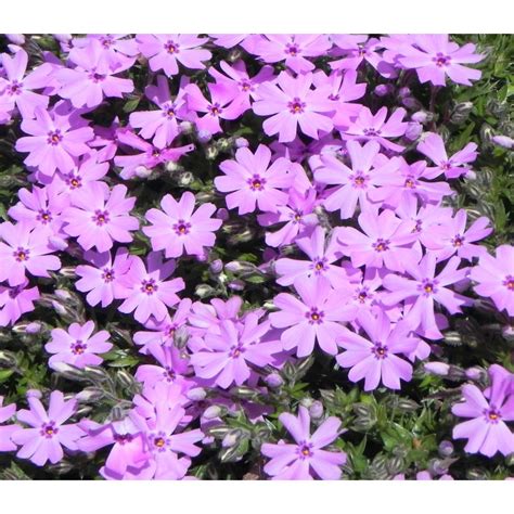 Phlox Subulata Fort Hill Floks Szydlasty