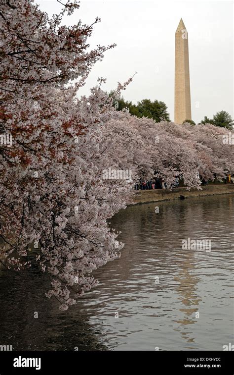 Washington Monument During Cherry Blossom Time Stock Photo Alamy