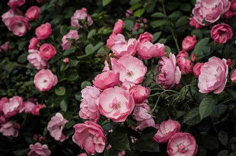 Premium Photo | Pink roses garden