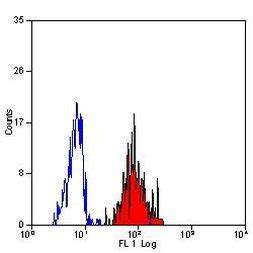 Icam Antibody Ma