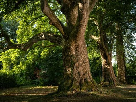 Votez Pour Les Plus Beaux Arbres Français De Lannée 2019 Geo