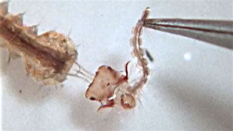 ‘Our Jaws Dropped’: Videos Reveal Mosquito Larva’s Killer Harpoon Heads ...