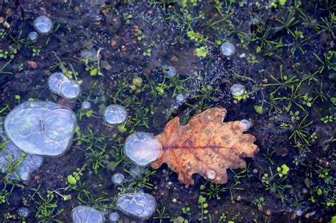 Ice Gel Cold - Free photo on Pixabay - Pixabay