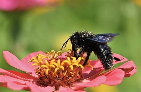 Natural Ways to Trap Carpenter Bees Without Harmful Chemicals - Habitat ...