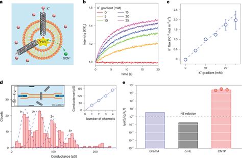 Potassium Ion Transport In Cntps A Schematic Of The Liposome Based Download Scientific Diagram