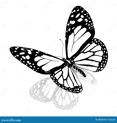 Black And White Beautiful Butterfly Stock Illustration Illustration