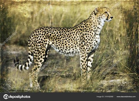 Young Cheetah It's Natural Habitat — Stock Photo © palko72 #319182090