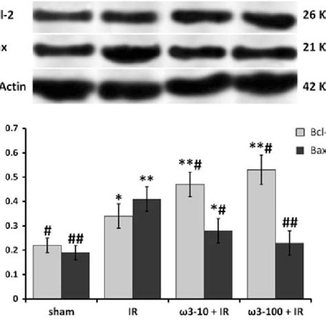 Expression Of Bcl 2 And Bax Proteins In Different Groups 6 H After Download Scientific Diagram