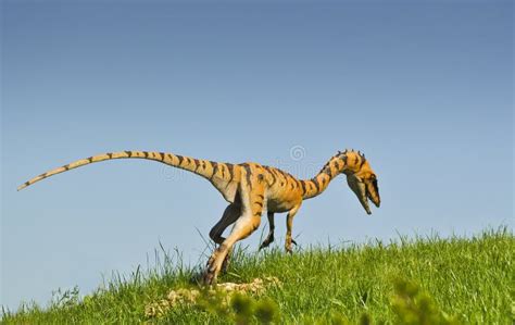 Coelurus Carnivorous Killer From Jurassic Period Stock Photo Image