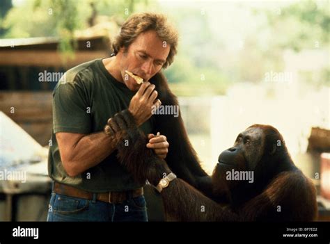 CLINT EASTWOOD & ORANGUTAN ANY WHICH WAY YOU CAN (1980 Stock Photo ...