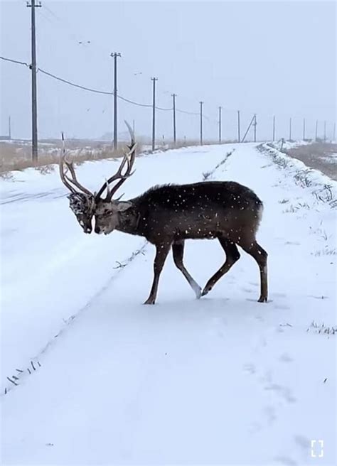 A Deer With Rivals Head Stuck In Its Antlers Rmeateatertv