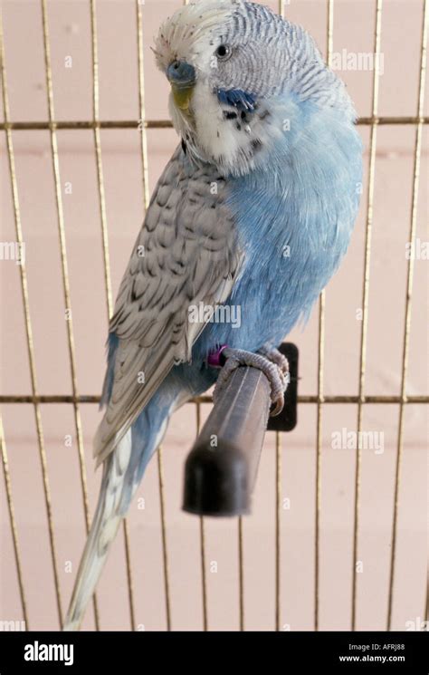 blue Budgie pet bird cage HOMER SYKES Stock Photo - Alamy