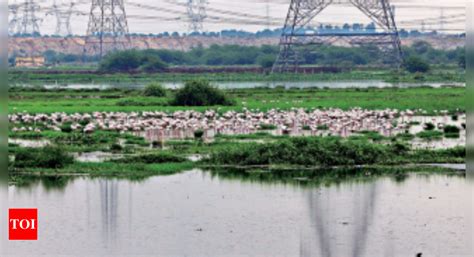 Delhi Najafgarh Lake Revamp To Attract Visitors For Getaway Delhi