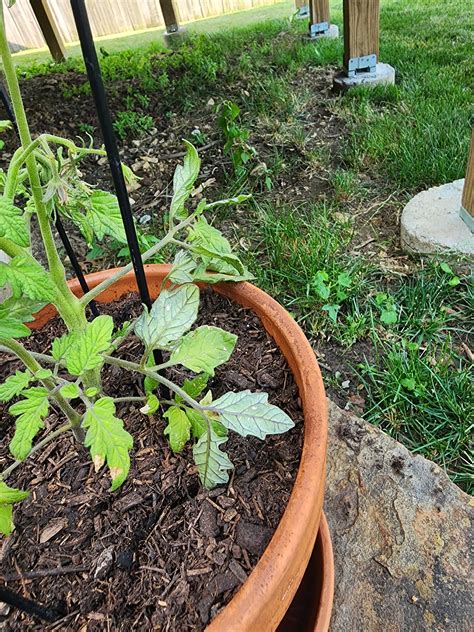 Identify Issues?? Cherokee Purple Tomato (gardening for beginners forum
