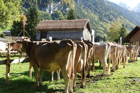 Viehschau Engelberg Grafenort Vieh Aus Der Zentralschweiz