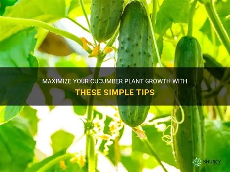 Maximize Your Cucumber Plant Growth With These Simple Tips Shuncy