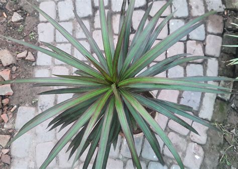 Dracaena Marginata Copper Boota Pk