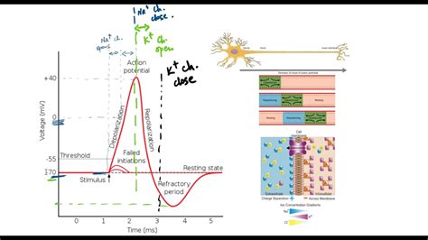 Neuroscience And Neural Networks Action Potential Youtube