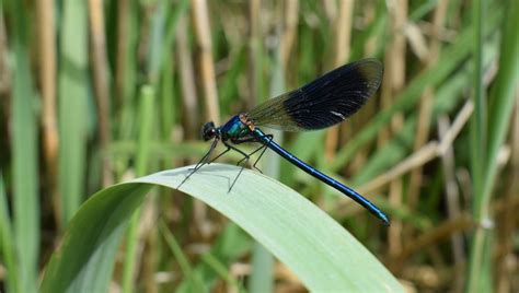 Indre Et Loire Libellules Et Demoiselles Des Odonates à Découvrir