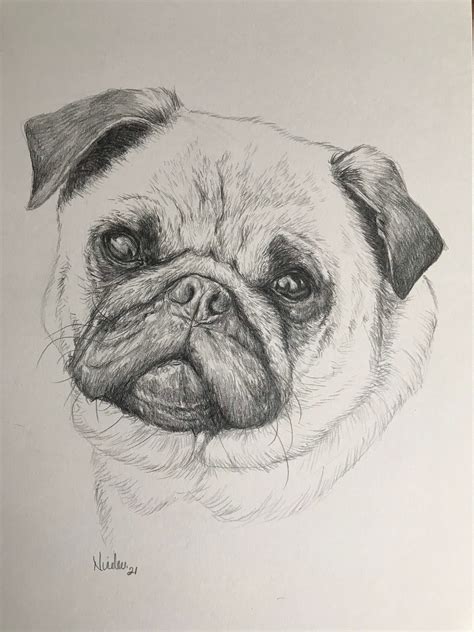 Original Dog Pencil Drawing Nicolae Art Animal Artist Nicole - Etsy