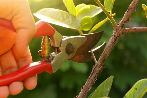 Conoces La Importancia De La Poda De Rboles Frutales Ajardina