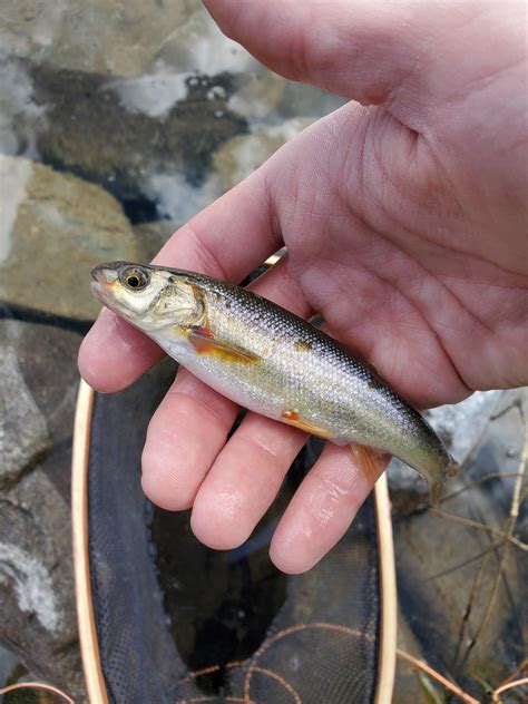 Lake Chub. The biggest and only fish of the day. : r/flyfishing