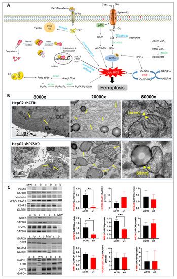 Cells Free Full Text Targeting Pcsk9 In Liver Cancer Cells Triggers