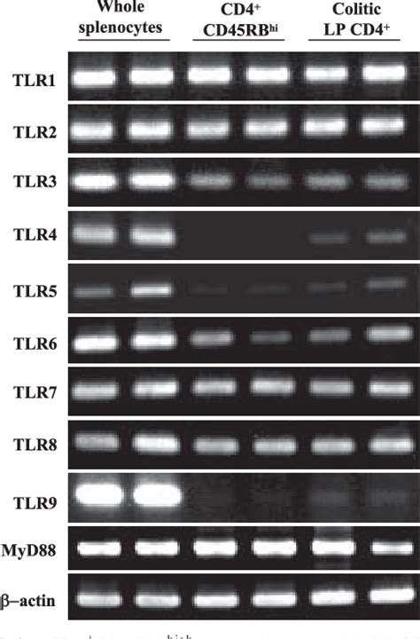 Figure 1 From MyD88 Dependent Pathway In T Cells Directly Modulates The