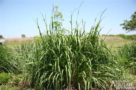 Plants Of Texas Rangelands Eastern Gamagrass