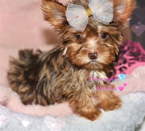 Merle Yorkie Terrier Patterns and Colors Gallery - GEMSTONE YORKIES ...