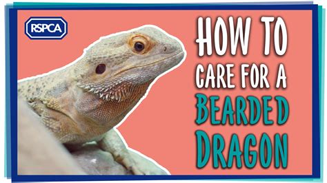 How to care for a bearded dragon - Pet Site - How to care for your pet