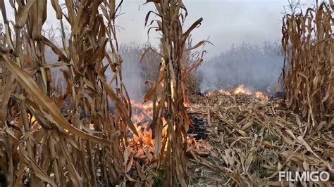 Corn Field On Fire Youtube