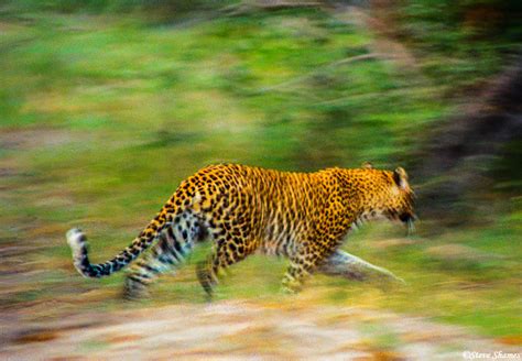 Leopard Running | Moremi game reserve, Botswana 1995 | Steve Shames ...