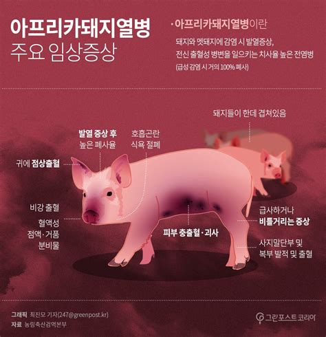 그래픽 아프리카돼지열병 주요 임상증상