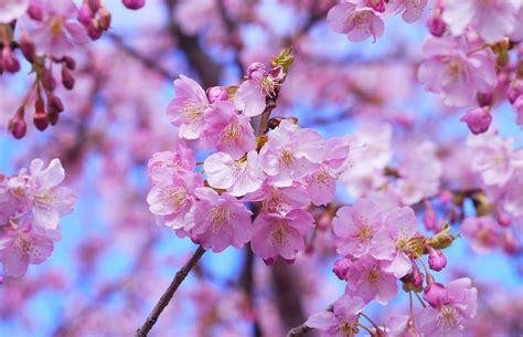 Les cerises au marasquin le superaliment méconnu qui pourrait