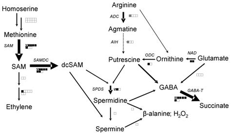 Many genes involved in polyamine, SAM, and ethylene metabolism were ... 