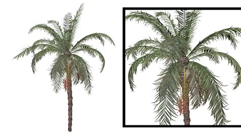 ArtStation - Date Palm #09 - High Poly Tree (3D Model) | Game Assets