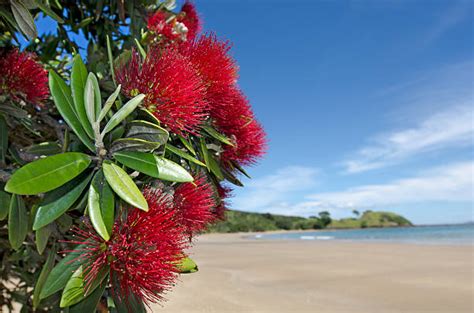 Royalty Free Pohutukawa Tree Pictures, Images and Stock Photos - iStock