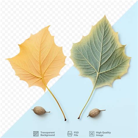 Premium PSD | Two toned cottonwood leaves from natural cycles