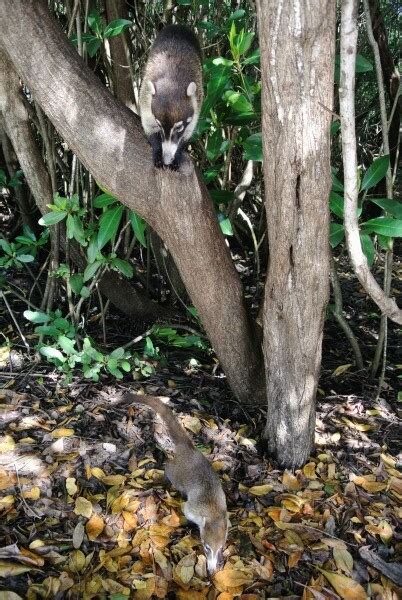 Kudamundi Or Mexican Raccoon Wildlife In Mexico