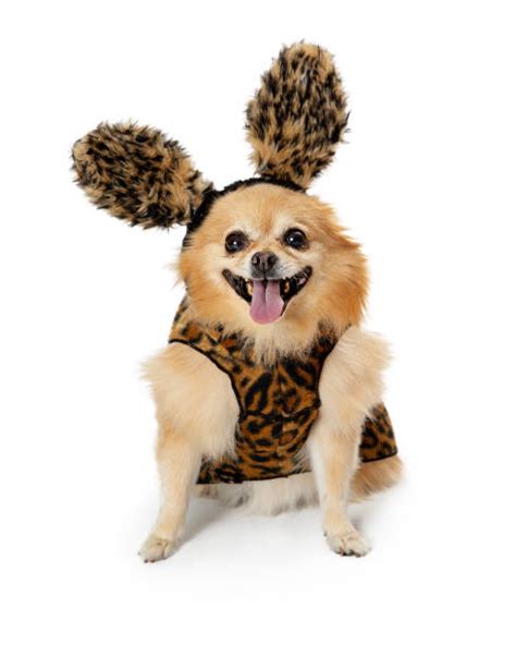 570+ Pomeranian Costumes Stock Photos, Pictures & Royalty-Free Images - iStock